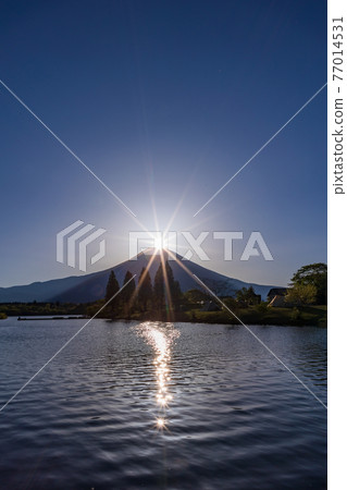 (Shizuoka) Diamond Fuji of Tanuki Lake (Shizuoka) Diamond Fuji of Tanuki Lake 77014531