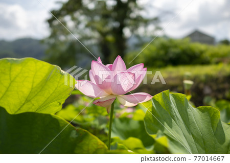 Primitive lotus 77014667