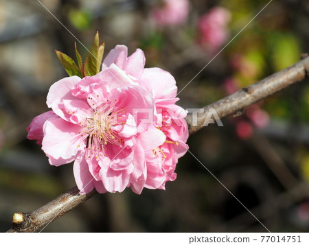 Susanoo Shrine Hinamatsuri Susanoo Shrine Hinamatsuri 77014751