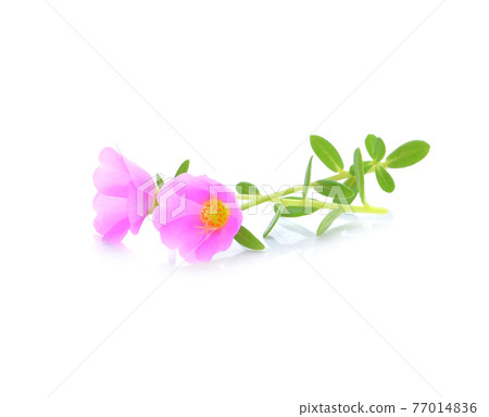 Pusley flower isolated on white 77014836