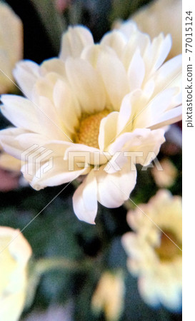 Flower up Flower up 77015124