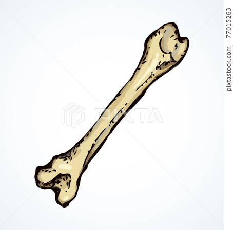 Bone. Vector drawing Bone. Vector drawing 77015263