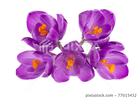 Crocus flowers isolated on white background. Close up of saffron flower. Top view. Crocus flowers isolated on white background. Close up of saffron flower. Top view. 77015432