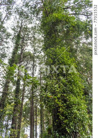 Trees wearing ivy 77015532