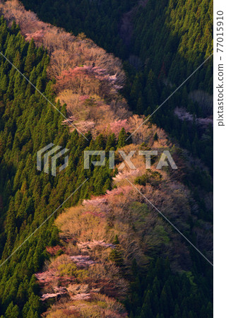 Sakura in the Namego Valley Sakura in the Namego Valley 77015910