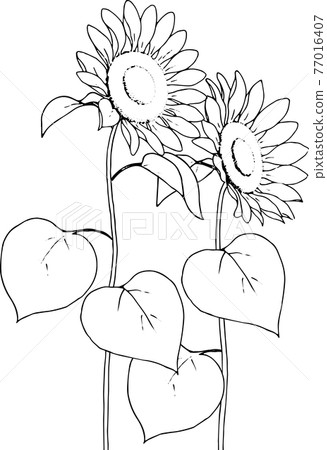Illustration of sunflower drawn with a pen Illustration of sunflower drawn with a pen 77016407