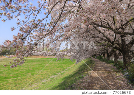 Saitama Prefecture Sakura and blue sky Saitama Prefecture Sakura and blue sky 77016678