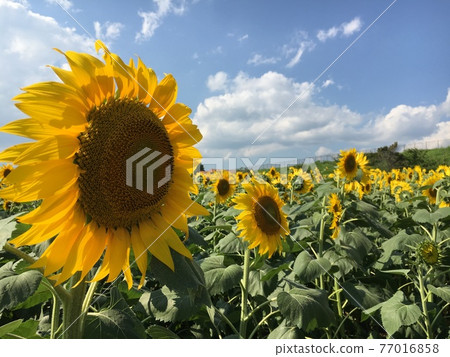 Summer flowers that look more beautiful on hot days Yamanashi sunflower field 77016858