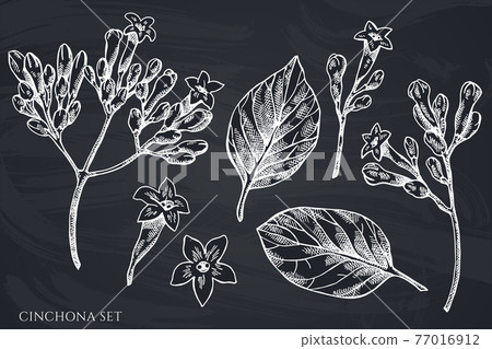 Vector set of hand drawn chalk cinchona Vector set of hand drawn chalk cinchona 77016912