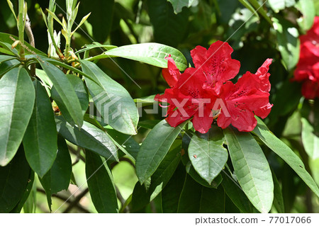 Rhododendron Rhododendron 77017066