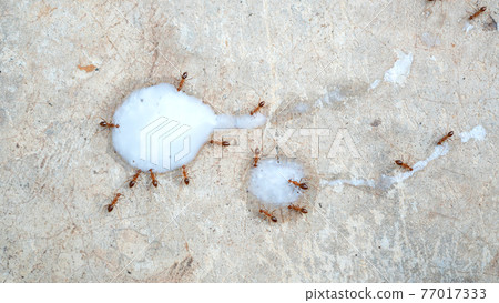 Small ants eating a white yogurt. 77017333