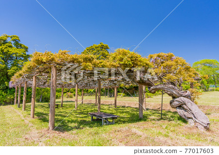 (靜岡縣)大石寺園內的富士山 (靜岡縣)大石寺園內的富士山 77017603