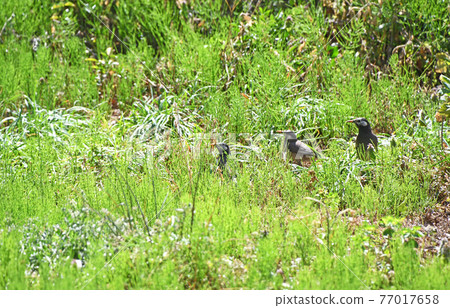 Starling in horsetail Starling in horsetail 77017658