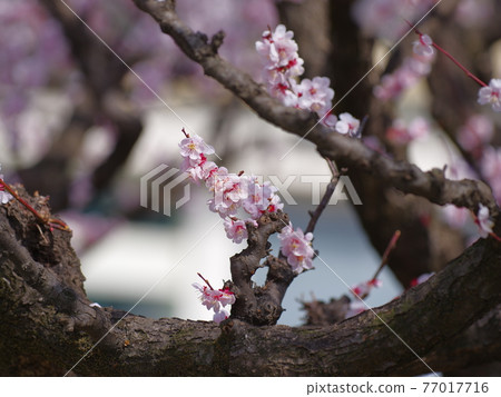 金海工業高中,梅花,春天的花朵 金海工業高中,梅花,春天的花朵 77017716