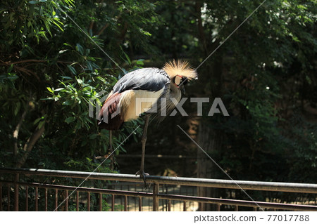 Omuta City Zoo Kanmuritsuru, Omuta City Zoo Kanmuritsuru, 77017788