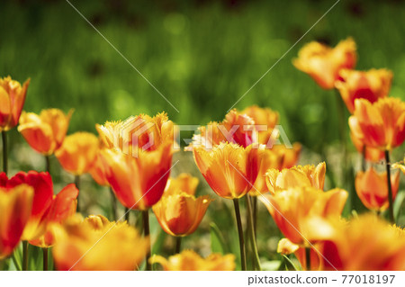 Tulips in the National Hitachi Seaside Park / Tamagonomori Flower Garden [Lambada] 77018197