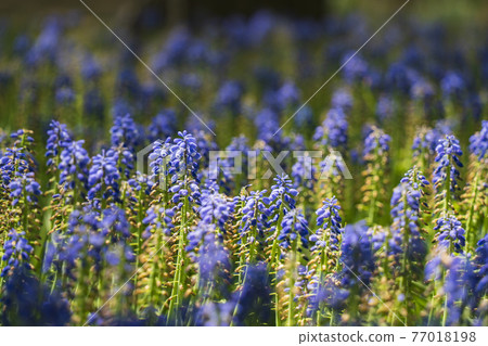 Flower field of Hitachi Seaside Park / Tamagonomori Flower Garden [Muscari] 77018198