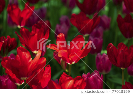 Tulip flower field in Hitachi Seaside Park / Tamagonomori Flower Garden Tulip flower field in Hitachi Seaside Park / Tamagonomori Flower Garden 77018199