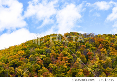 Autumn leaves of Hokkaido Autumn leaves of Hokkaido 77018259