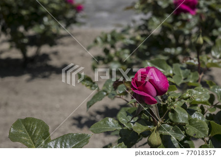 Rose 2021 in Hachigamine Comprehensive Park, Waki-cho, Kuga-gun, Yamaguchi Prefecture 77018357