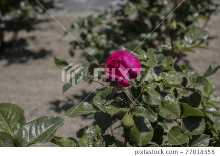 Rose 2021 in Hachigamine Comprehensive Park, Waki-cho, Kuga-gun, Yamaguchi Prefecture 77018358