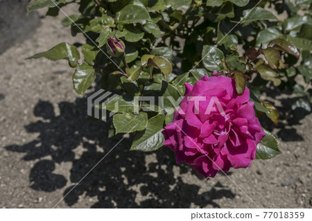 Rose 2021 in Hachigamine Comprehensive Park, Waki-cho, Kuga-gun, Yamaguchi Prefecture 77018359