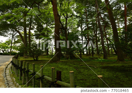 From Kenrokuen 77018465