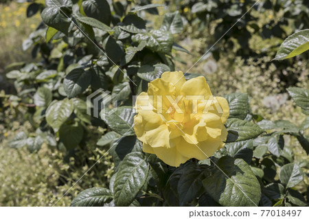 Rose 2021 in Hachigamine Comprehensive Park, Waki-cho, Kuga-gun, Yamaguchi Prefecture 77018497
