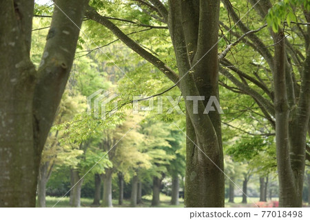 Green landscape 77018498