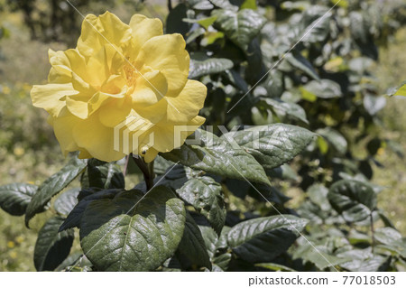 山口縣久賀郡脅町八峰綜合公園的玫瑰2021 山口縣久賀郡脅町八峰綜合公園的玫瑰2021 77018503