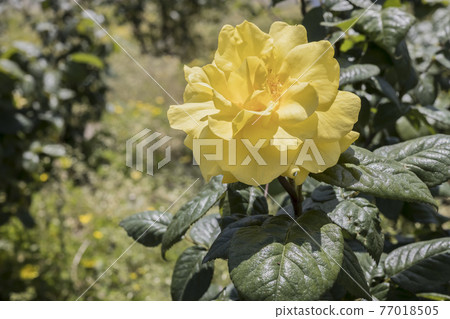 Rose 2021 in Hachigamine Comprehensive Park, Waki-cho, Kuga-gun, Yamaguchi Prefecture 77018505