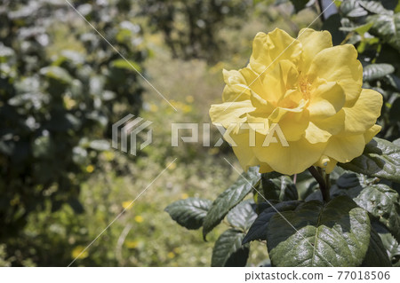 Rose 2021 in Hachigamine Comprehensive Park, Waki-cho, Kuga-gun, Yamaguchi Prefecture 77018506