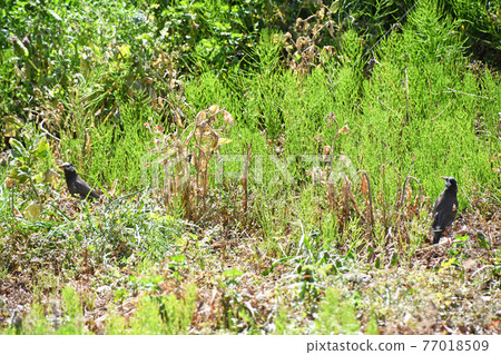 Starling in horsetail 77018509