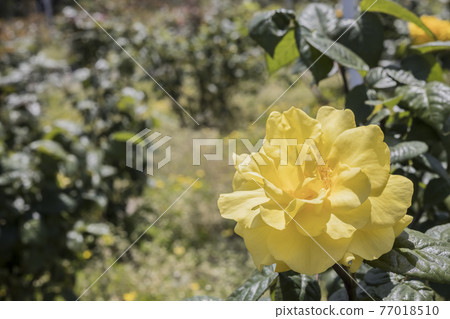 Rose 2021 in Hachigamine Comprehensive Park, Waki-cho, Kuga-gun, Yamaguchi Prefecture 77018510
