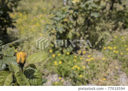 Rose 2021 in Hachigamine Comprehensive Park, Waki-cho, Kuga-gun, Yamaguchi Prefecture Rose 2021 in Hachigamine Comprehensive Park, Waki-cho, Kuga-gun, Yamaguchi Prefecture 77018594