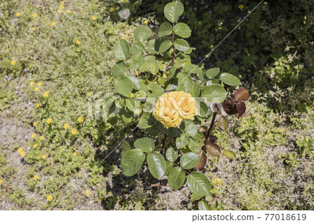 Rose 2021 in Hachigamine Comprehensive Park, Waki-cho, Kuga-gun, Yamaguchi Prefecture Rose 2021 in Hachigamine Comprehensive Park, Waki-cho, Kuga-gun, Yamaguchi Prefecture 77018619