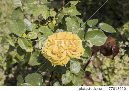Rose 2021 in Hachigamine Comprehensive Park, Waki-cho, Kuga-gun, Yamaguchi Prefecture Rose 2021 in Hachigamine Comprehensive Park, Waki-cho, Kuga-gun, Yamaguchi Prefecture 77018630
