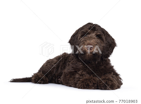 Brown Cobberdog pup op white background 77018903
