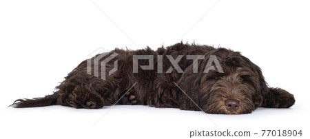 Brown Cobberdog pup op white background 77018904