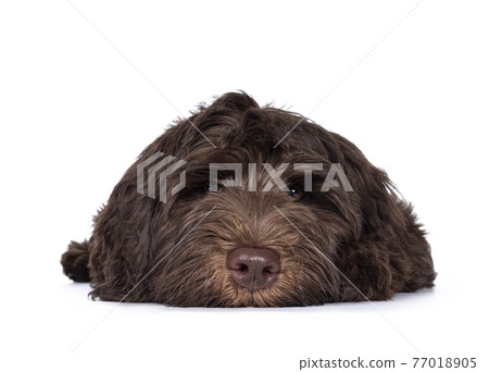 Brown Cobberdog pup op white background 77018905