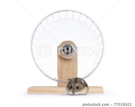 Hamster on white background 77018922