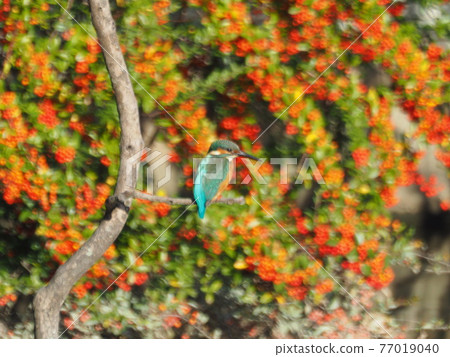 Colored kingfisher Colored kingfisher 77019040
