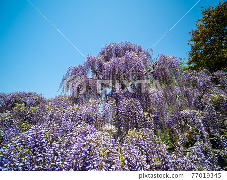 藍天和紫藤花四月盛開 藍天和紫藤花四月盛開 77019345