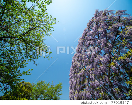 Blue sky and wisteria flowers in full bloom April Blue sky and wisteria flowers in full bloom April 77019347