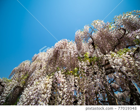 Blue sky and wisteria flowers in full bloom April 77019348