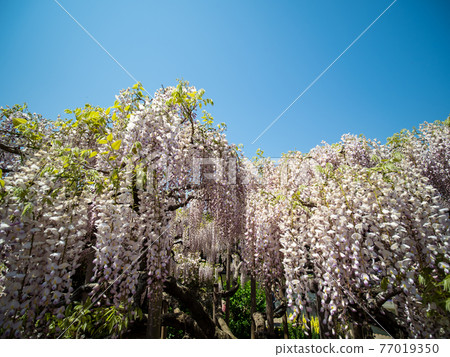 藍天和紫藤花四月盛開 藍天和紫藤花四月盛開 77019350