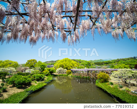 藍天和紫藤花四月盛開 藍天和紫藤花四月盛開 77019352