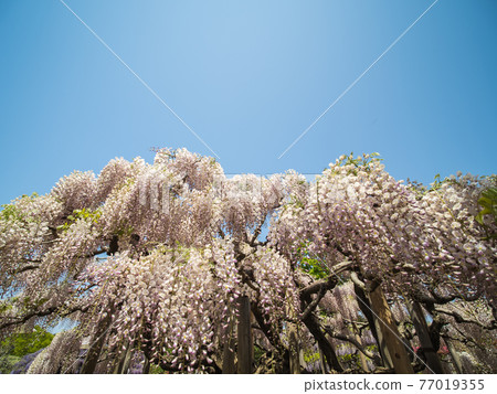 Blue sky and wisteria flowers in full bloom April Blue sky and wisteria flowers in full bloom April 77019355