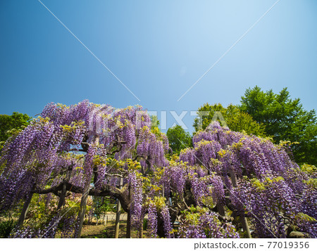 藍天和紫藤花四月盛開 藍天和紫藤花四月盛開 77019356