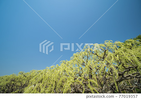 藍天白紫藤花四月盛開 藍天白紫藤花四月盛開 77019357